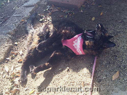 tortoiseshell cat rolling in dirt and yawning.