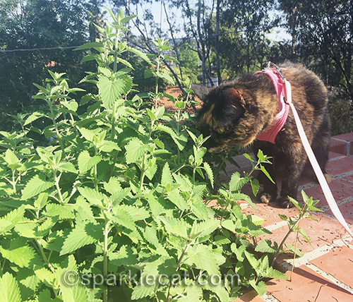 tortoiseshell cat inhales fresh catnip garden scent