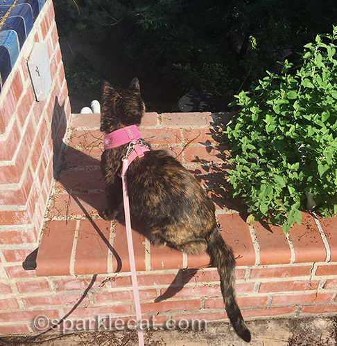 tortoiseshell cat looking over into the backyard