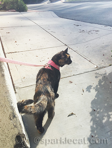 tortoiseshell cat examines the street in front of her house