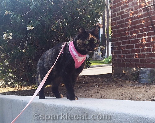 tortoiseshell cat walking on a retaining wall.