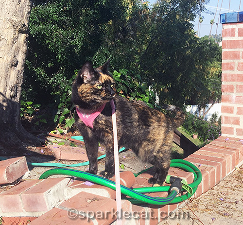 tortoiseshell cat in back yard