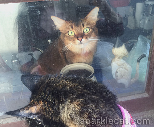 somali cat sitting in kitchen window and tortoiseshell cat outside window