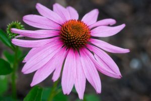 tisana-echinacea