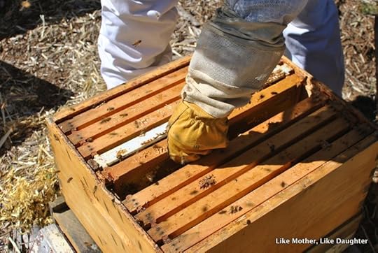Splitting the hive ~ Like Mother, Like Daughter