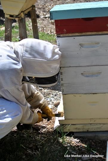Splitting the hive ~ Like Mother, Like Daughter
