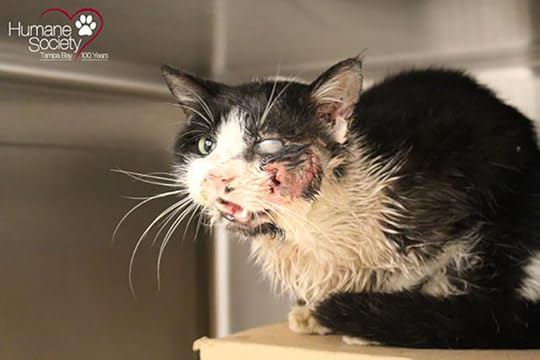 Zombie cat