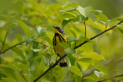 Gregory S. Dysart .:. Photographs of Massachusetts: Massachusetts Wood Warblers &emdash; 