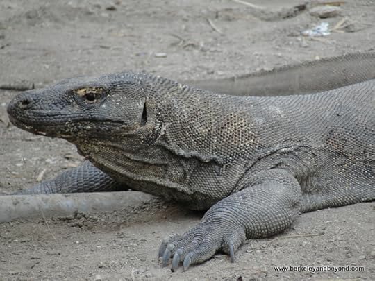komodo dragon at Komodo Island in Indonesia