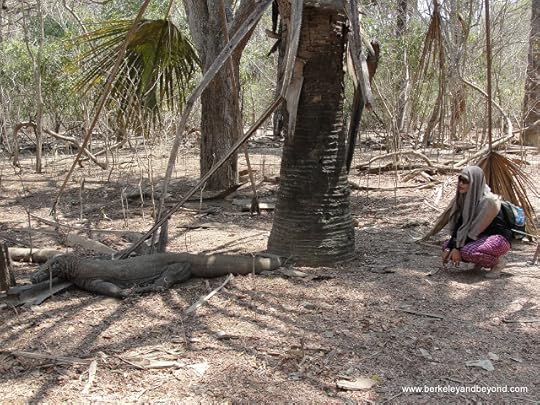 picture-taking with komodo dragon at Komodo Island in Indonesia