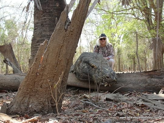 picture-taking with komodo dragon at Komodo Island in Indonesia