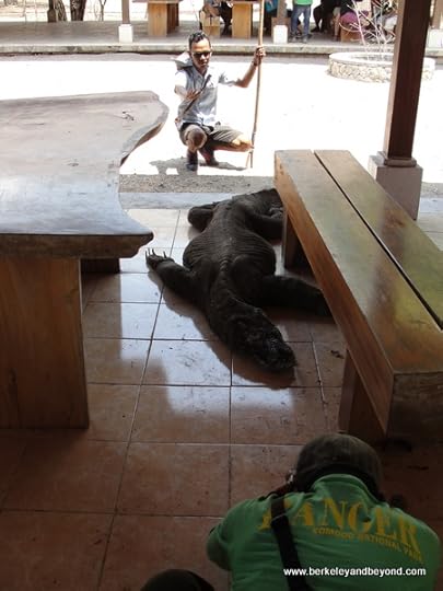 picture-taking with komodo dragon at Komodo Island in Indonesia