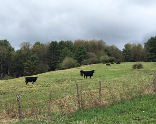 Cows on my run in Vermont