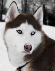 DrJasonKunik_dogform_HTWUAS