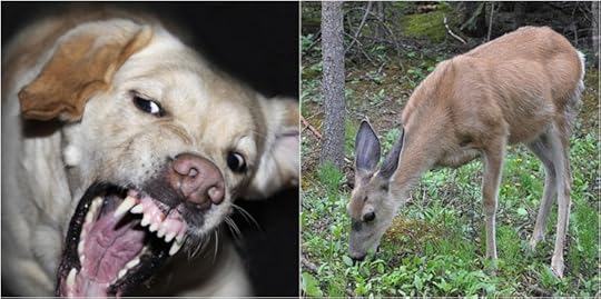 dog-deer