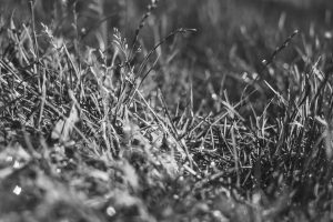 tylerfinck-bwgrass