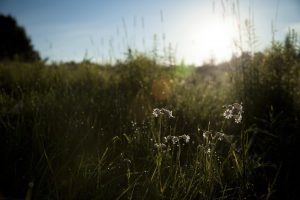 springmorning