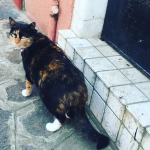 What breed IS this?