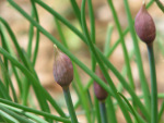 garden chives