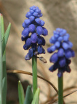 muscari