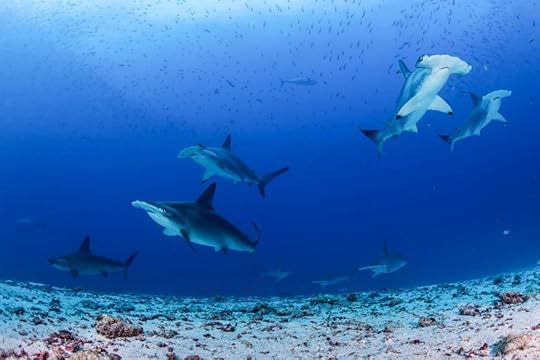 (Photo: Enric Sala/National Geographic)