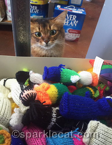 somali cat looks hungrily at catnip toys