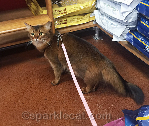 somali cat going shopping at pet store