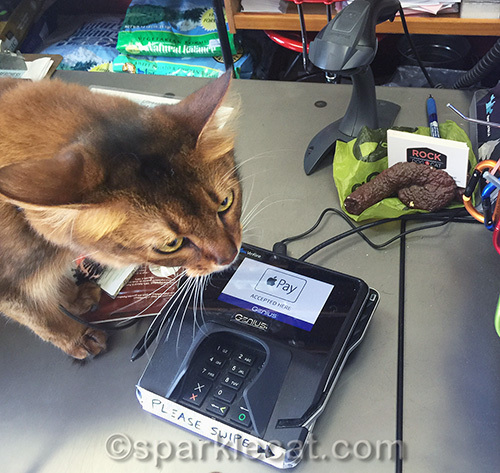 somali cat with credit card reader