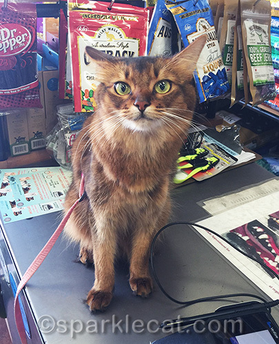 somali cat looking annoyed at pet store checkout