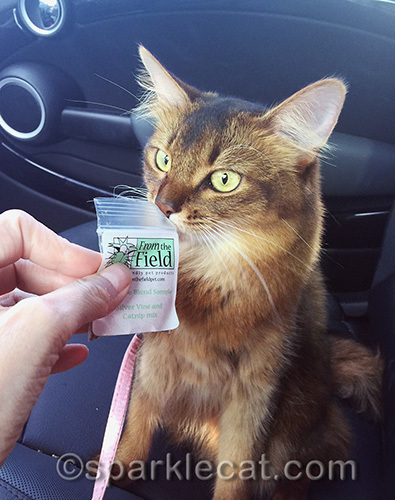 Somali cat sniffing catnip sample