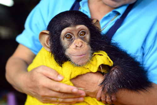 Chimp and human.jpeg