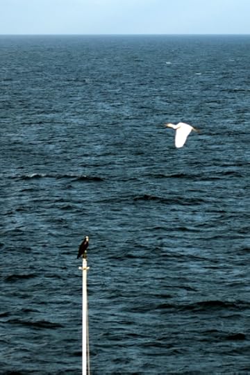The osprey that rode with us from Grand Cayman to Cozumel, and an ibis that flew out from shore.