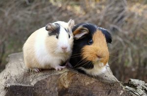 Pet ownership