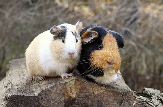 Pet ownership