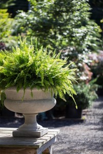 Garden planter by Oliver's Nursery, Southport, CT