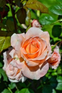 Pink Rose