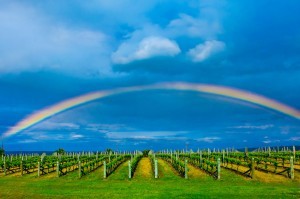A rainbow in the sky above the vineyards at the Elephant Hill Estate and Winery on the Te Awanga coast, near Napier, Hawke's Bay, North Island, New Zealand.