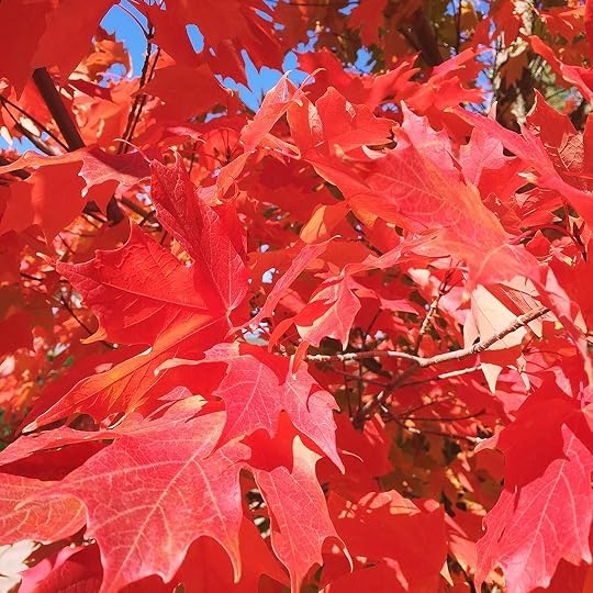 How__bout_that__Autumn_then.__red__orange__plantlove