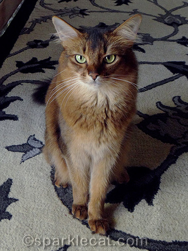 somali cat sitting pretty