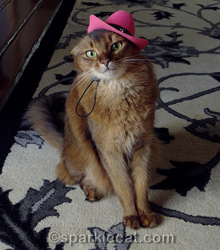 somali cat awkwardly wearing a cowboy hat