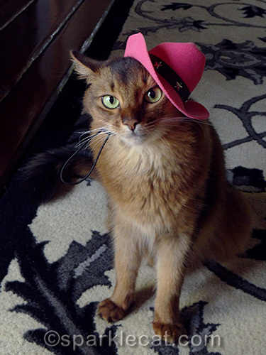 somali cat annoyed with pink cowboy hat