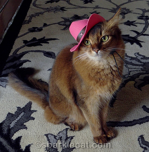 somali cat wearing pink cowboy hat