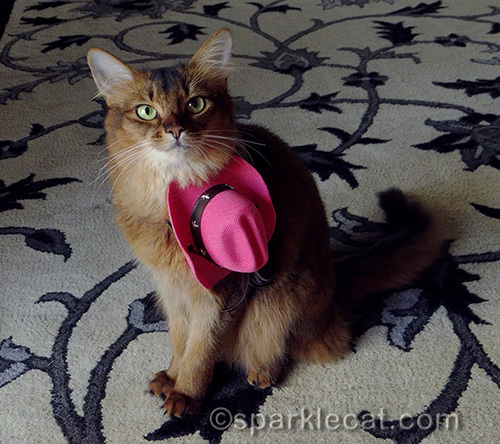 somali cat wearing pink cowboy hat slung around her neck