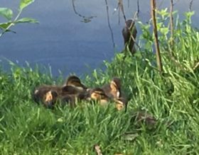 bundleducklings52016