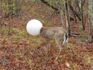 Deer