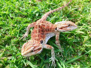 Dragon-cover