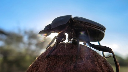 dung-beetle
