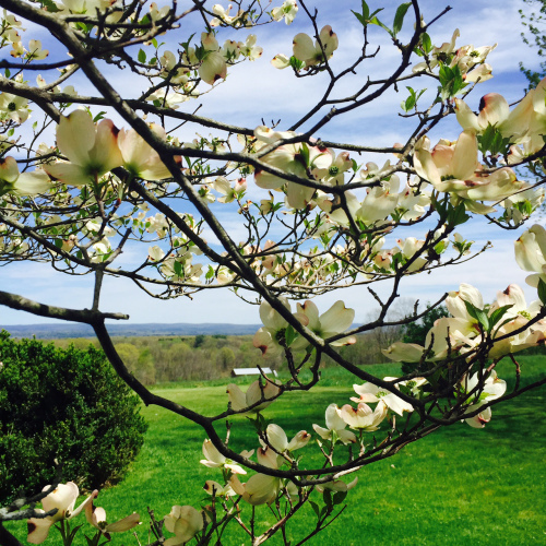 Appleblossomswhately