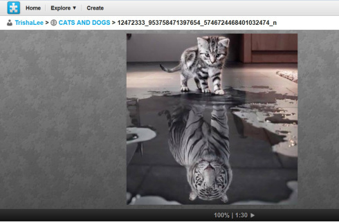 clever kitty
