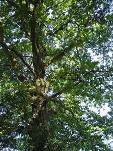 trees in the New Forest
